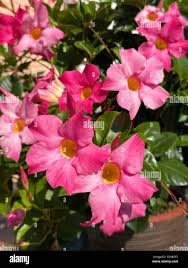 Image result for dipladenie amonea