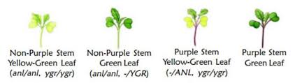 Terms in this set (28). Genetics Of Wisconsin Fast Plants Biology Libretexts