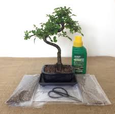 Training this brief explanation of basic care does not cover training. Chinese Elm Ulmus Parvifloria Care Guide