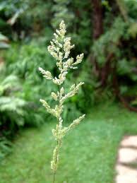 Image result for Polypogon