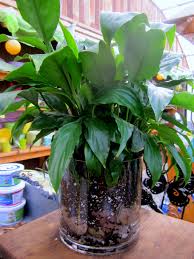 Maybe you would like to learn more about one of these? Spathiphyllum The Indestructible Plant