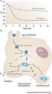 The site owner hides the web page description. Who Puts The Tubercle In Tuberculosis Nature Reviews Microbiology