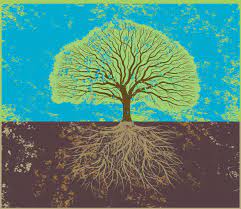 Jul 02, 2021 · many people make the mistake of placing fertilizer just at the base of growing lemon trees, which means that the fertilizer does not get to the root system. Why The Mighty Oak Is The Perfect Tree For Any Yard Or Garden The Washington Post