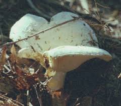 Image result for Russula compacta
