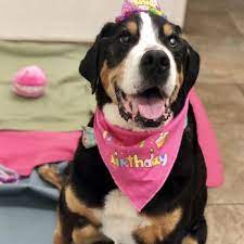 Apr 14, 2017 · rancho bernardo; Rancho San Carlos Pet Clinic 33 Photos 141 Reviews Veterinarians 7850 Golfcrest Dr San Diego Ca Phone Number