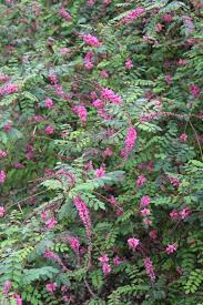Image result for Indigofera