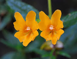 Image result for Phrymaceae