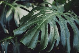 Raindrops On Delicious Monster Leaf Summer Wallpaper Photography For Sale Digital Image
