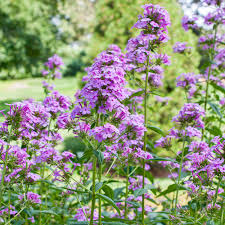 Image result for Phlox paniculata