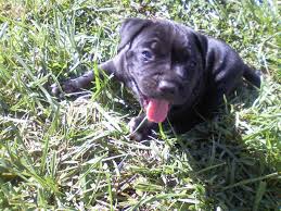 If you are looking for a blue pitbull puppies for sale, we have the highest quality pitbulls with size, mass, head, and the temperament to fit into any home and lifestyle. Oregon Pit Bull Rescue Home Facebook