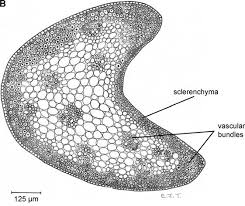 Image result for Elionurus