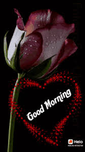 We did not find results for: Good Morning Red Rose Gifs Tenor