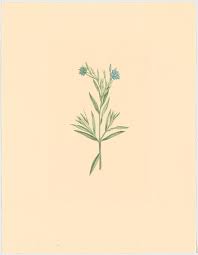 Image result for Trichodesma zeylanicum