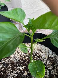Piper, the pepper plants or pepper vines, is an economically and ecologically important genus in the family piperaceae. Should I Top My Bell Pepper Plant Hotpeppers