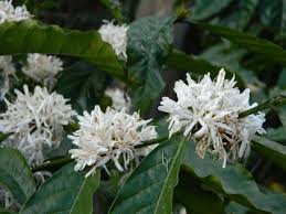 Image result for Oxyanthus zanguebaricus