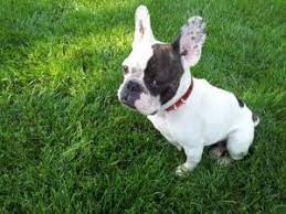 .texas to chicago, 23 french bulldog puppies are still receiving veterinary care in isolation, according to the the dogs into a moving van that was not climate controlled and drove toward houston. 7 Best French Bulldog Rescues 2021 We Love Doodles
