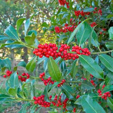 Maybe you would like to learn more about one of these? Ilex Aquifolium English Holly Buy Seeds At Rarepalmseeds Com