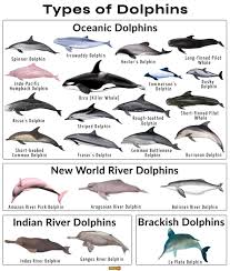 Like most mammals, humans included, dolphins tend to express their sexual attraction by using their senses such as: How Do Dolphins Mate Scientist They Are Abnormal And Have Evolved Human Characteristics Inews