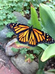 Gardening For Butterflies In Tim S Ohio Garden Finegardening Small Garden Design Ohio Garden Garden Design