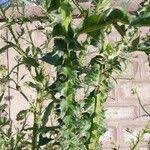 Image result for Carduus nyassanus