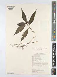 Image result for Stanfieldiella