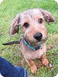 Wired, harsh and rough, fine. Pin On Pets