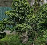 EP – 60 | Ficus Ginseng Bonsai Some plants feel more like ...