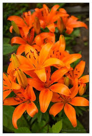 Maybe you would like to learn more about one of these? Lilies Orange Lily Flower Bright Wedding Flowers Beautiful Flowers