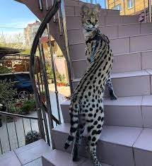 Serval cats ecology and hunting not rated yet serval cats are found in a range of grassland in africa including grassland that is associated with water courses. Serval Cat Cats