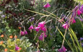 Image result for Dierama