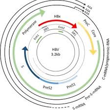 Hepatitis b is a serious liver infection caused by the hepatitis b virus (hbv). Hepatitis B Virus Hbv Genome Map The Genome Of Hbv Is A Download Scientific Diagram
