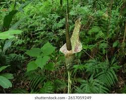 Image result for Strophanthus gardeniiflorus