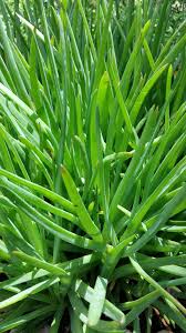 Image result for Smodingium