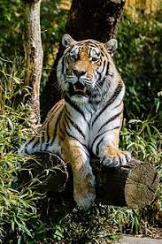 I am referring to the image which i think is remarkable. Siberian Tiger Wikipedia