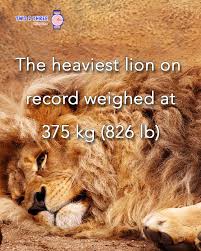 Heaviest Lion Animal Facts Lion Animals