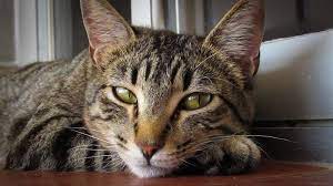 500 Food Names For Cats Cute Cat Names Inspired By Food Petpress Cute Cat Names Cats Food Names