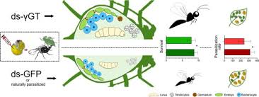 Image result for Buchnera nigricans