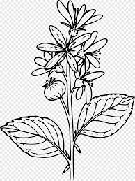 Click on the flower for thumbnails of flowers of that colour. Drawing Wildflower Plant Biopharmaceutical Color Pages Child Leaf Png Pngegg