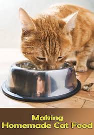 Making Homemade Cat Food Recipes Benefits And More Kedi