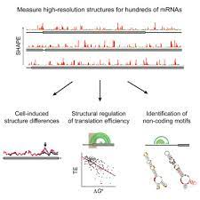 Check spelling or type a new query. Pervasive Regulatory Functions Of Mrna Structure Revealed By High Resolution Shape Probing Sciencedirect