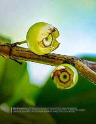 Image result for Bellucia pentamera