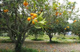 Growing fruit trees in your yard comes with an awesome reward. Tips To Increase Fruit Production From Fruit Trees Gardening Site