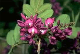 Image result for Lonchocarpus