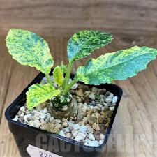Image result for Dorstenia schliebenii