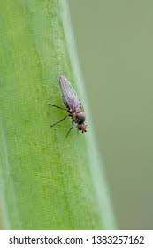 Image result for phytomyza gymnostoma