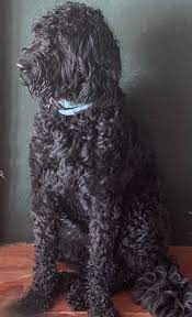 Goldendoodle Goldendoodle Black Doodle Dog Goldendoodle