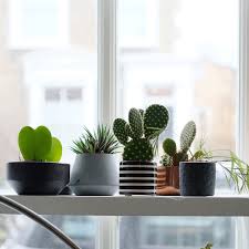 Cactus in ceramic pot, houseplant vector icon in white background. Dollar Store Crafts For Plants Apartment Therapy