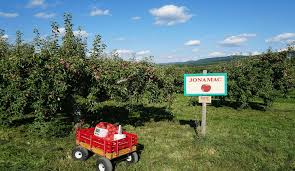 Picking containers can be purchased at the barn, followed by a wagon ride to the orchard! 10 Best Orchards For Apple Picking Near New York City Secret Nyc