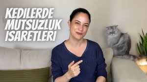 kedilerin nefret ettigi 12 sey youtube