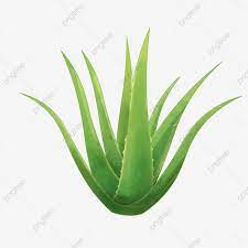 An Aloe Realistic Style Png Aloe Vera Realistic Style Plant Png Transparent Clipart Image And Psd File For Free Download In 2021 Clipart Images Clip Art Image